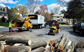 Best Lawn Disease Treatment  in La Plata, MD