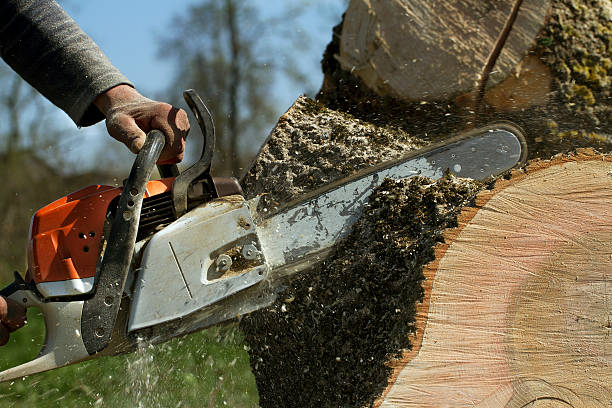 Reliable La Plata, MD Tree Removal Solutions